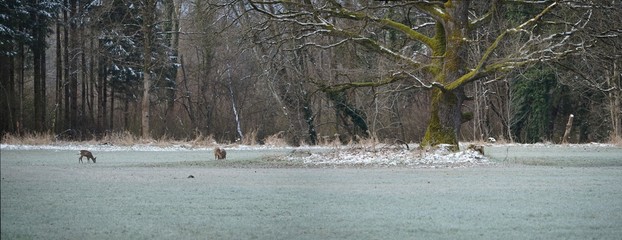 Panorama im Moor mit grasenden Rehen