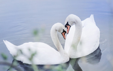 Fototapeta premium Two white swans swim in the pond. Their necks are folded in the shape of a heart. The concept of love, romance, affection.