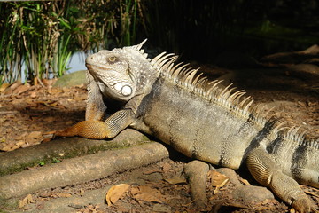 iguana in a pond