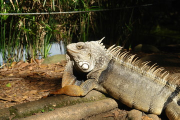 iguana on tree