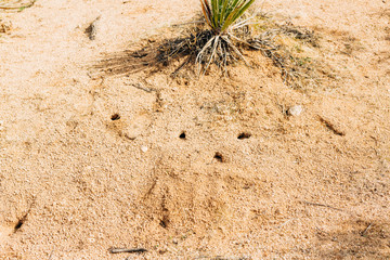 Desert Landscape