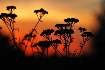 Zachód słońca rośliny © fotowania