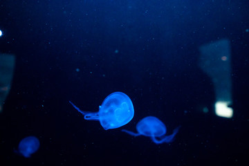 Obraz na płótnie Canvas Jelly fish in aquarium