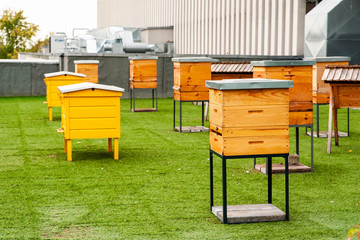 Hives in apiary on the roof of modern building in the downtown