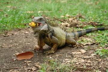 iguana eating fruit