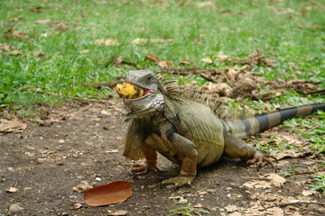 iguana eating mango
