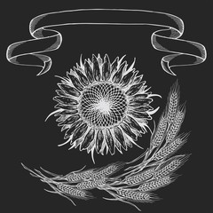Composition of the picture, Sunflower illustration in black and white on isolated background, chalk drawing on blackboard,