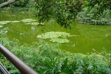 pond in the park