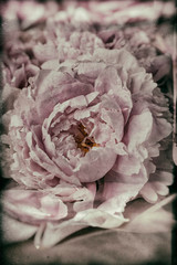 Vintage image of peony bouquet