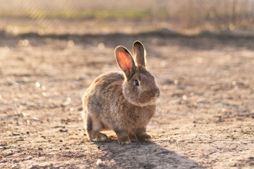 A nice rabbit in the field in the sunlight.