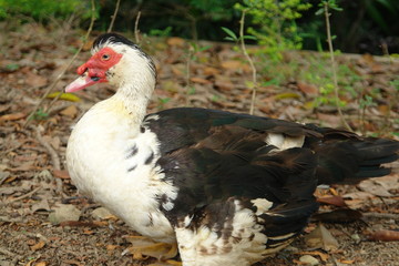 duck in zoo