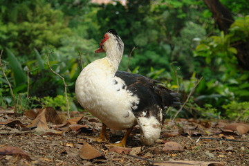 duck on grass