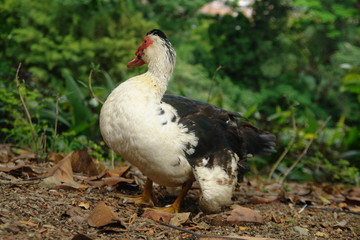 wild duck not looking