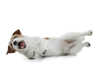 Obraz premium funny dog on a white background smiling. Happy Jack Russell Terrier.