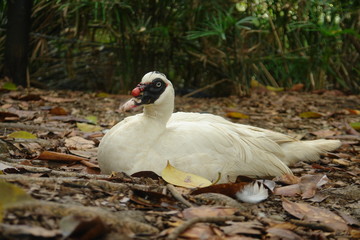 swan on nest