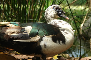 duck with feathers