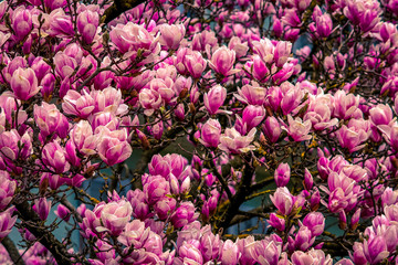 bouquet of pink flowers