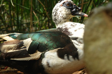 wild duck in the zoo