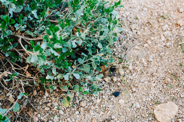 Desert Landscape with Flowering Cactus Plants