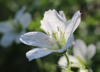 Early morning dew on the white flower of Geranium sanguineum album, also known as Bloody Cranesbill. In close up in a natural outdoor setting.