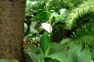 green plant in the garden