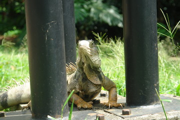 iguana
