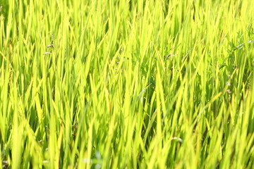 Blades of grass in the meadow