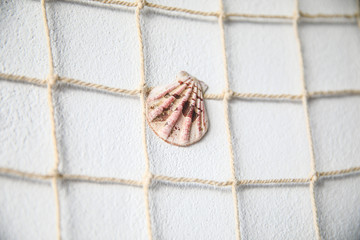 shell on wooden background