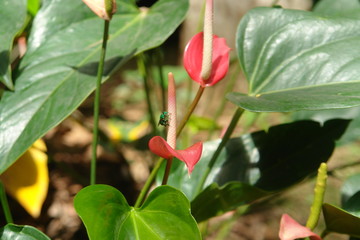 green insect posing on flower