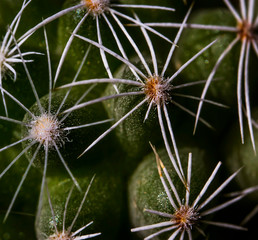 Cactus close-up. Needles and thorns of a very small cactus. Spiky balls. Macro photo. Small details...