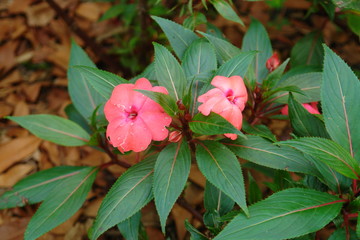 red flower in the garden