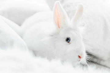 White fluffy easter bunny with blue eyes