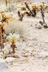 Desert Landscape with Flowering Cactus Plants