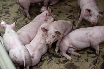Group of pigs in a farm