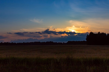 Summer sunset in a field with ears of wheat and beautiful sky.