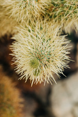 Desert Landscape with Flowering Cactus Plants