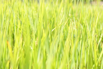 Blades of grass in the meadow