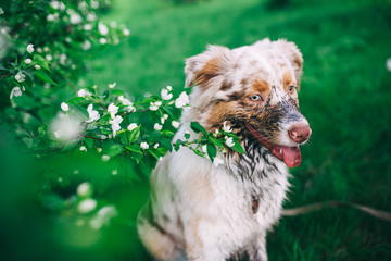 Australian shepherd