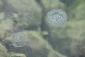 little jellyfish in the sea