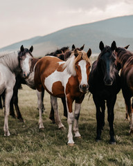 Obraz na płótnie Canvas herd of horses