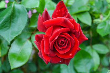 red rose in garden
