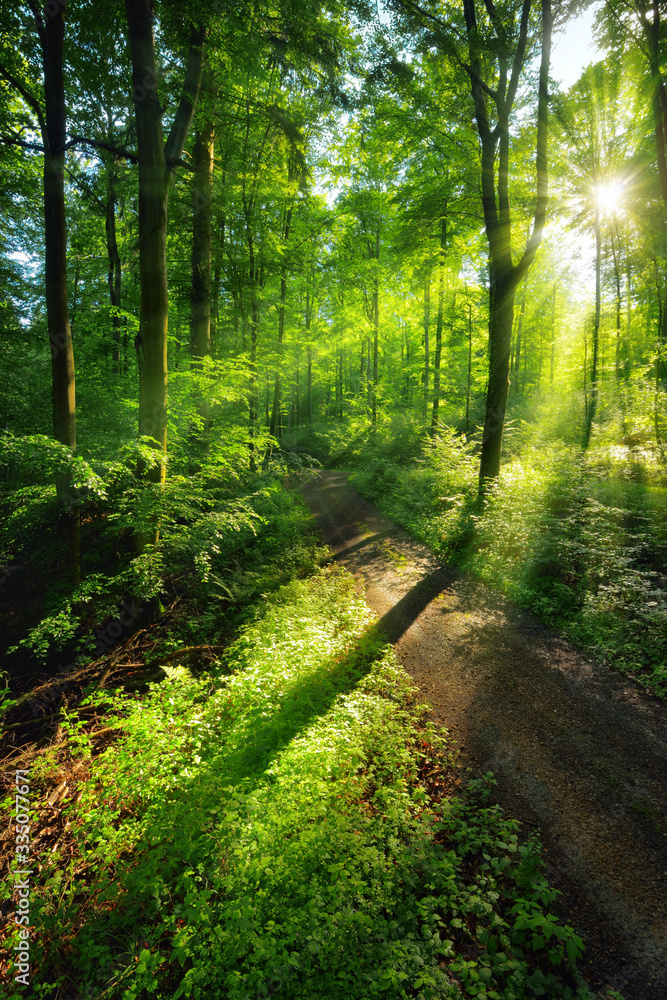 Wall mural sun rays create a vibrant green scenery of light and shadows on a forest path