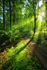 Sun rays create a vibrant green scenery of light and shadows on a forest path 