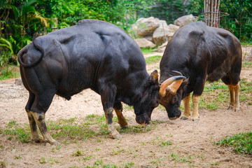 the two buffaloes butt heads in a Park on phu quoc island