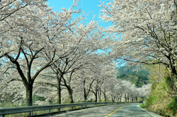 Cherry blossom trees on the road to Nagan-myeon,  Suncheon, South Jeolla, South Korea