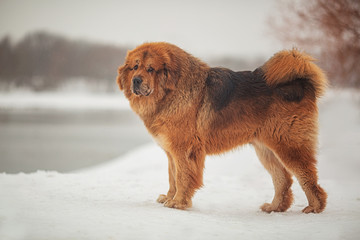 1)	A large shaggy red-brown dog of the Tibetan Mastiff breed stands on the white snow in the Park...