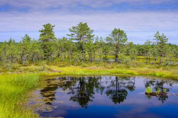 Viru bog (Viru Raba) in Lahemaa national Park, a popular natural attraction in Estonia, a tourist ecological trail. Picturesque landscape with swamp and forest