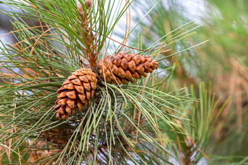 Two cones on pine branch closeup, coniferous trees