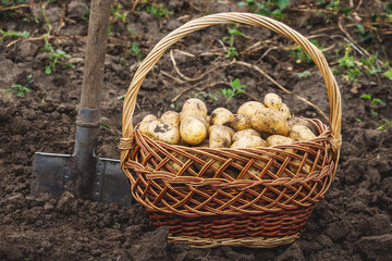  Shovel and wicker basket with potatoes  in the garden. Harvesting potatoes_