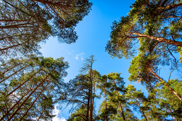 Obraz premium Crowns of pines against the blue sky.